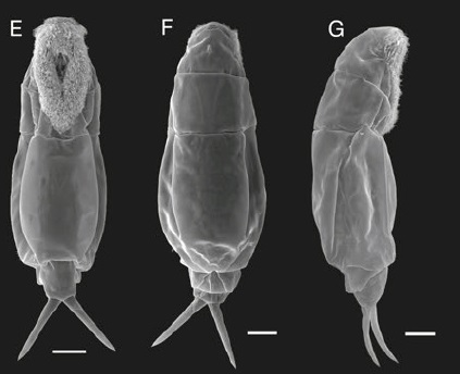 rotifers3