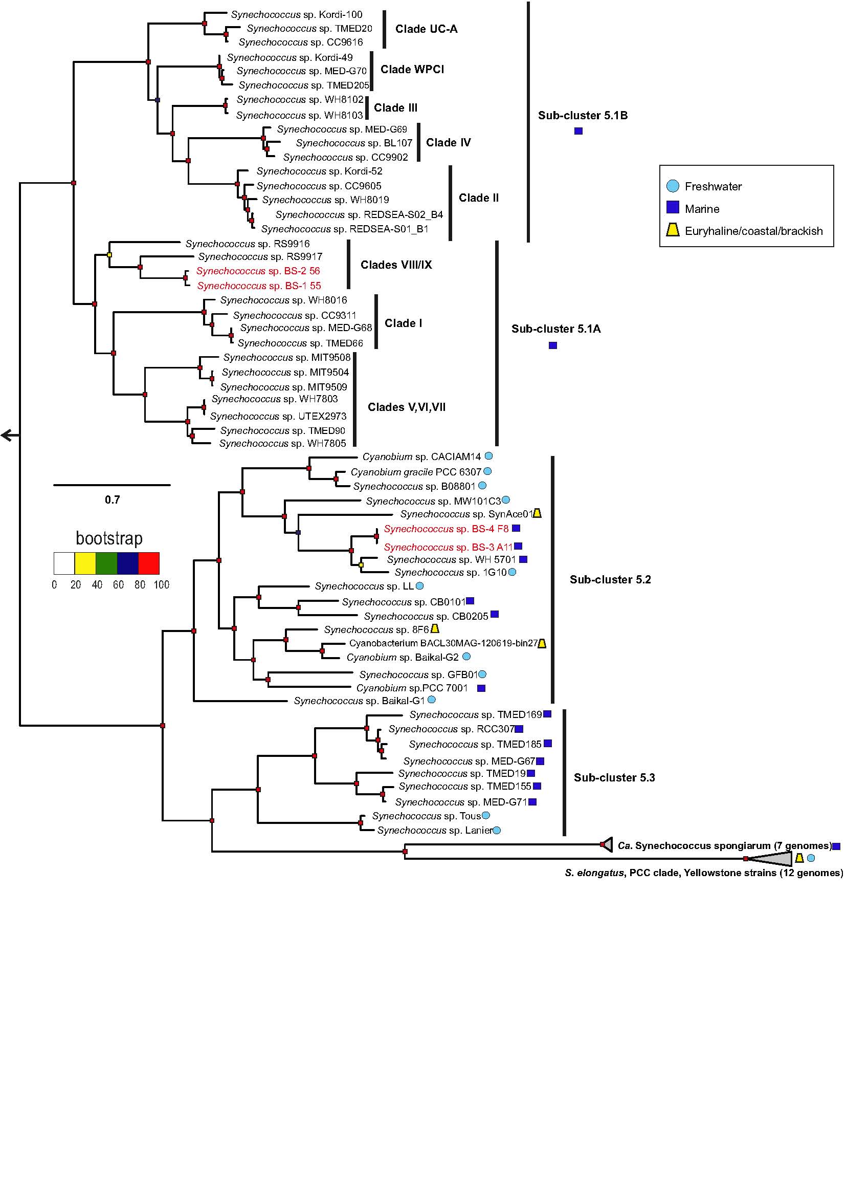 synecho tree 90genomes blacksea