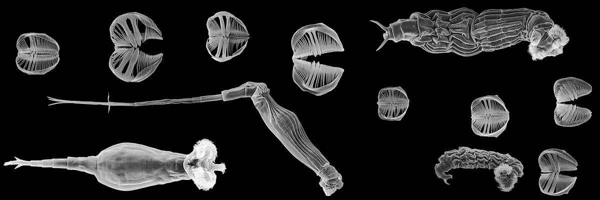 ECOLOGY AND SYSTEMATICS OF ROTIFERS